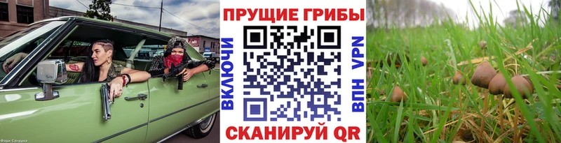 Псилоцибиновые грибы Magic Shrooms  Купить закладки  Черногорск 